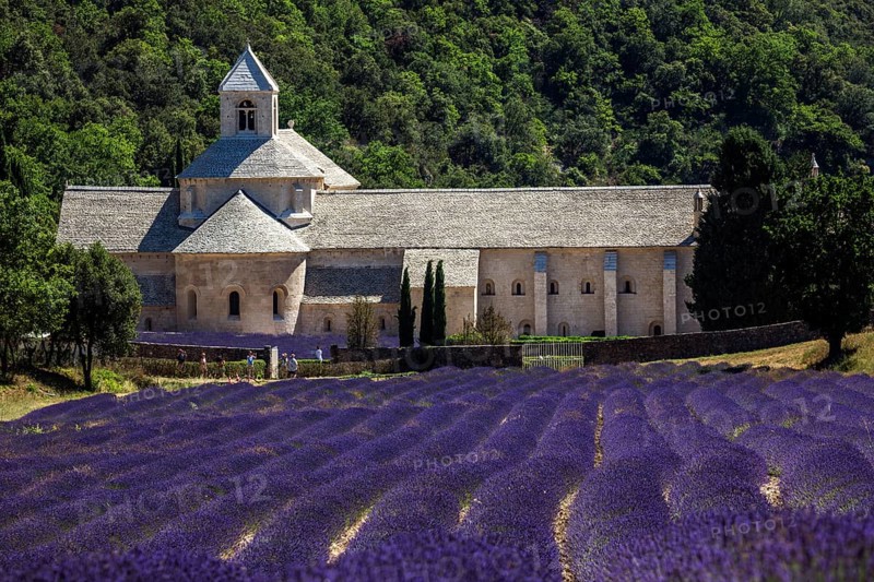 Monastery, Cistercian Abbey Abbaye Notre-Dame de Sénanque, with lavender field, Vaucluse, Provence, Provence-Alpes-Côte d'Azur, France, Europe