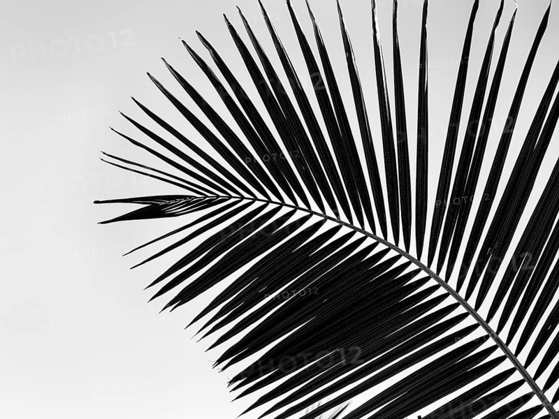 Structure of a palm frond, close-up, backlight, black and white shot