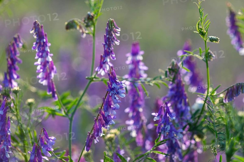 Common vetch (Vicia caracca), butterfly family (Fabaceae), Otterswang, Pfullendorf, Linzgau, Baden-Württemberg, Germany, Europe
