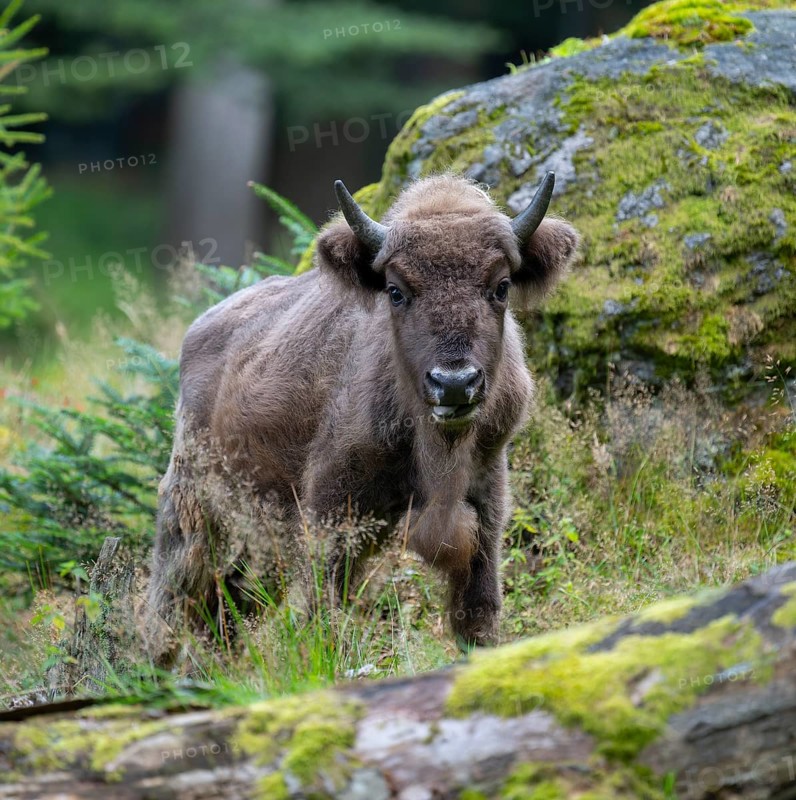 European bison (Bison bonasus) young animal in near-natural habitat, captive, Germany, Europe