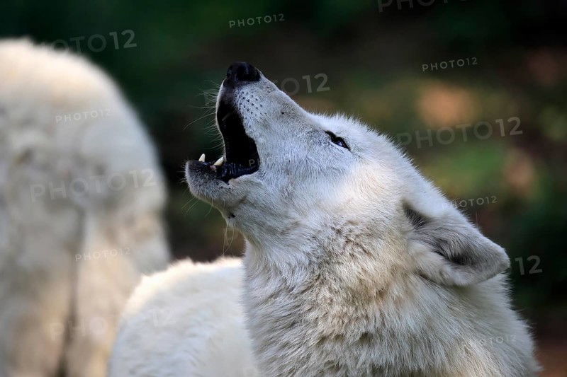 Arctic wolf (Canis lupus arctos), white wolf, Arctic wolf, adult, howling, in summer, captive, Canada, North America