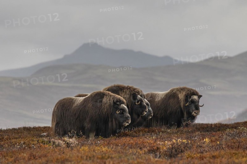 Herd of musk oxen (Ovibos moschatus), standing, off Bergen, autumn, Dovrefjell National Park, Norway, Europe