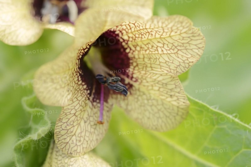 Black henbane (Hyoscyamus niger), flower, North Rhine-Westphalia, Germany, Europe