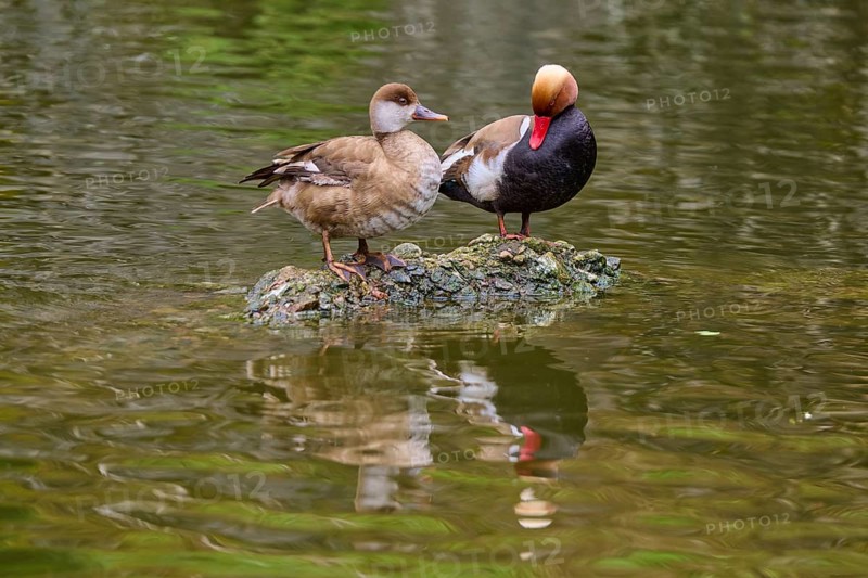 Red-crested pochard (Netta rufina), pair standing on a stone and interacting with each other, spring