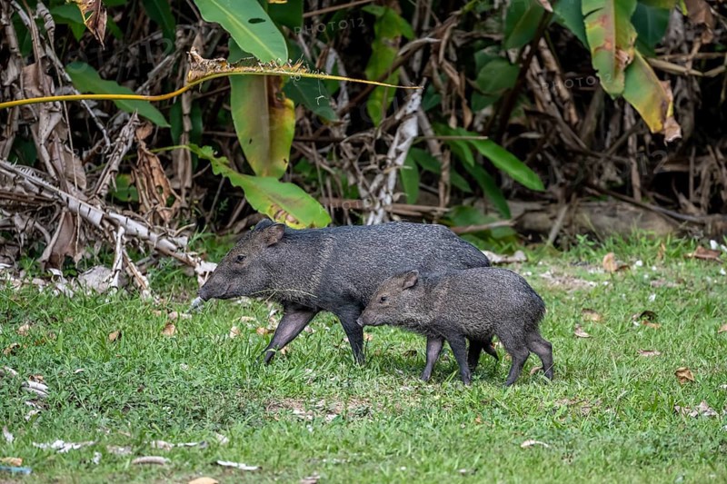 Collared peccary (Pecari tajacu), mother with young, Sirena, Corcovado National Park, Osa, Puntarena Province, Costa Rica, Central America