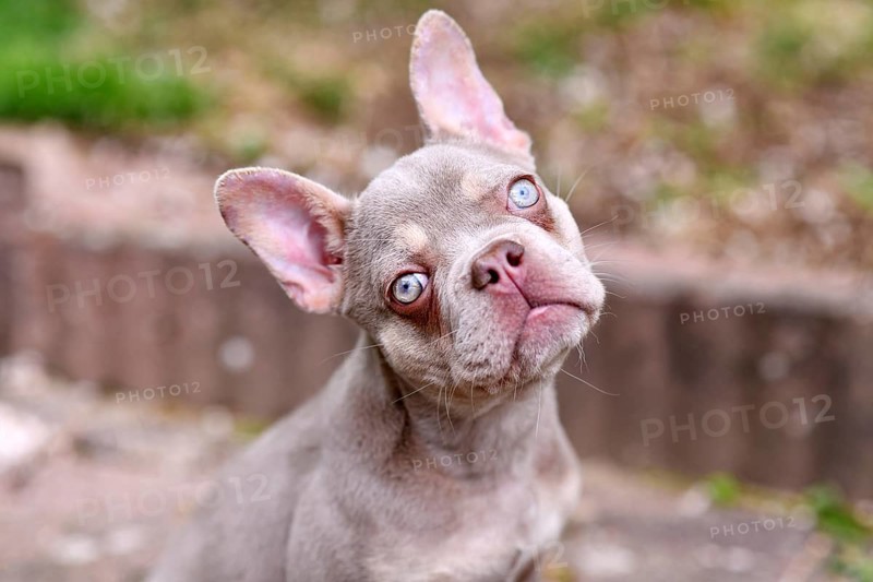 New Shade Isabella French Bulldog dog with very light blue eyes