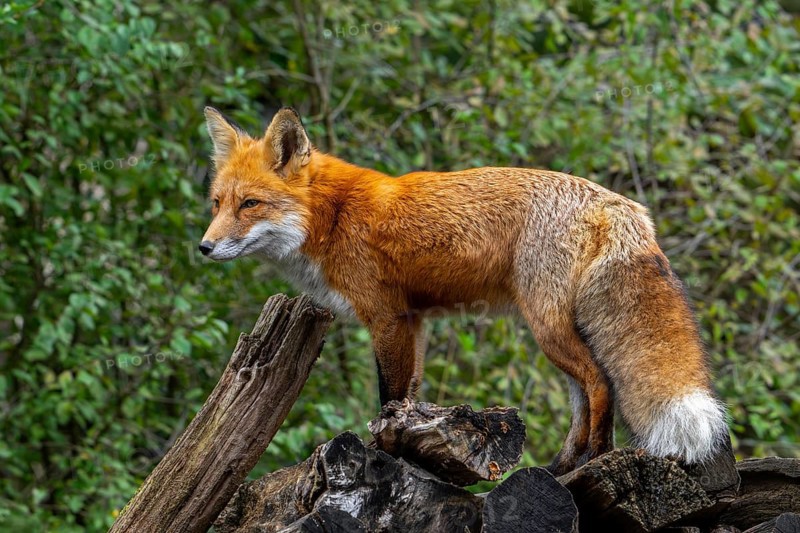 Foraging red fox (Vulpes vulpes) looking from wood pile at edge of forest