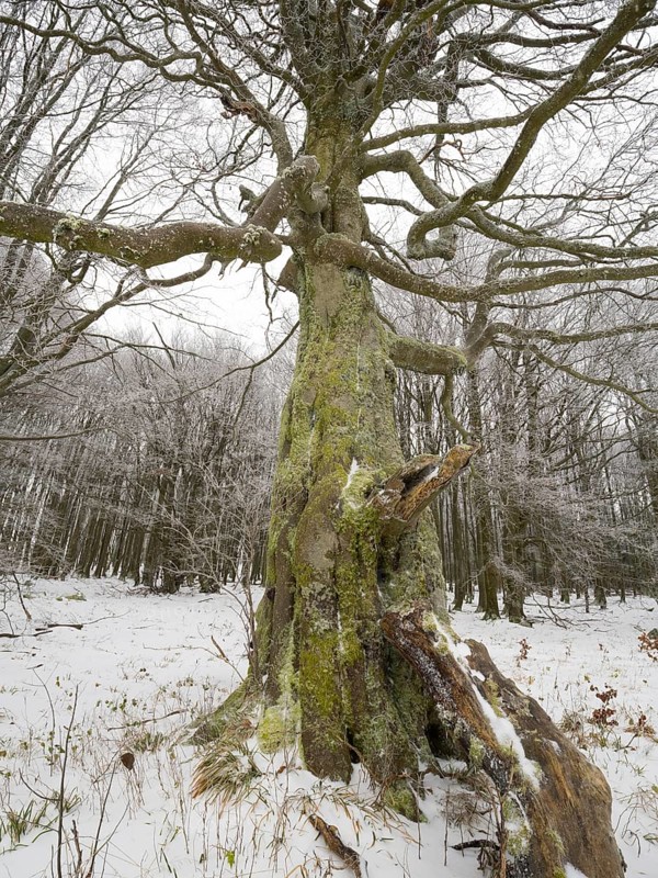 Common Beech Tree, (Fagus sylvatica) old gnarled tree covered in frost and snow, November, beside the road Hochrhönstrasse. Rhön UNESCO Biosphere nature reserve, county Bavaria, Germany, Europe