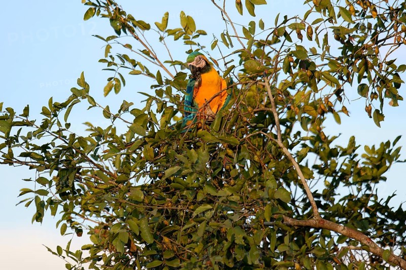Blue-and-yellow Macaw (Ara Ararauna) in a tree in the tropical forest, Alta Floresta, Amazon, Brazil, South America