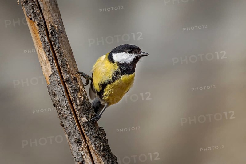 A great tit (Parus major) clings to a branch and looks out into the neighbourhood, Neunkirchen, Lower Austria, Austria, Europe
