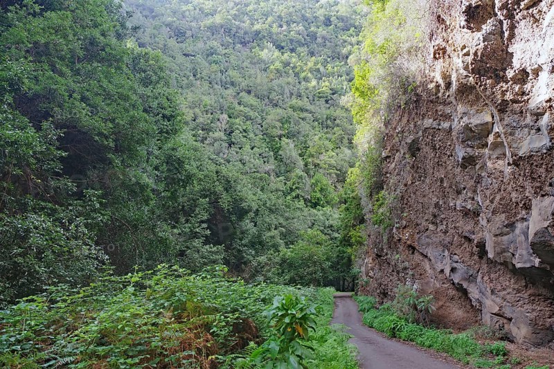 A narrow path along a wooded cliff amidst dense vegetation, subtropical rainforest, laurel forests, Charco Azul, San Andres, La Palma, Canary Islands, Spain, Europe