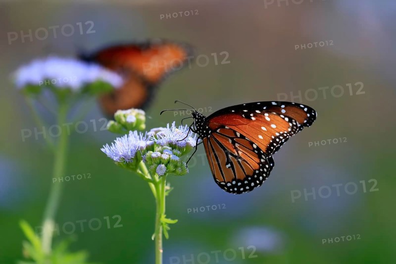 Monarch butterfly (Danaus plexippus), adult, on flower, foraging, Sonora Desert, Arizona, North America, USA, North America
