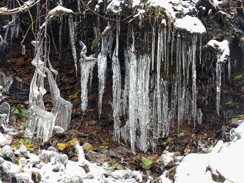 Icicles on tree roots, in snow and ice in November. The Rhön UNESCO Biosphere nature reserve, county Bavaria, Germany, Europe