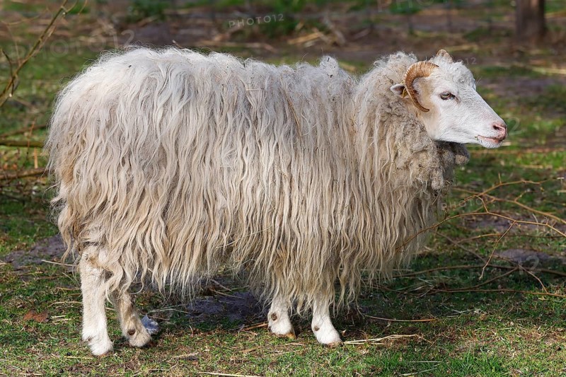 Skudde (Ovis ammon f. aries), Skudde sheep, female, old domestic animal breed threatened with extinction, Schleswig-Holstein, Germany, Europe