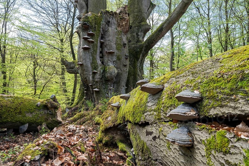 Old copper beech (Fagus sylvatica) with tinder fungus (Fomes fomentarius), triple beech, one trunk broken off, deadwood, Sababurg primeval forest, Hesse, Germany, Europe