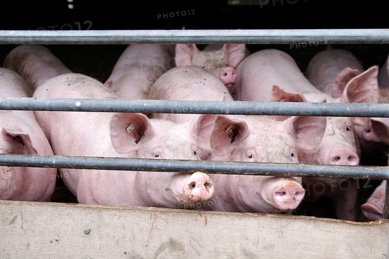 Domestic pig (Sus scrofa domesticus), pigsty, look, Germany, pigs in the stable on the farm, Europe