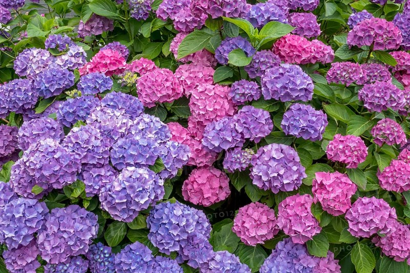 Vibrant hydrangeas in shades of purple and pink, surrounded by green leaves, Münsterland, North Rhine-Westphalia, Germany, Europe