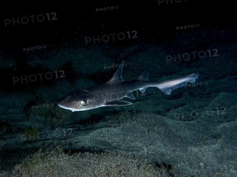 A Common smooth-hound (Mustelus mustelus) swims near the sandy seabed at night. Dive site Playa, Los Cristianos, Tenerife, Canary Islands, Spain, Europe