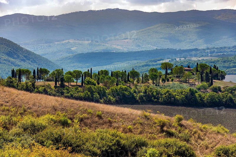Hilly landscape, Cypress (Cupressus), Pine (Pinus pinea), Tourism, Travel, Tuscany, Italy, Europe
