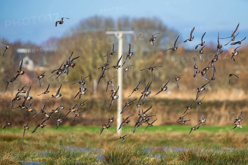Peregrine Falcon (Falco peregrinus) during an attack on Eurasian Wigeon (Mareca penelope) ducks