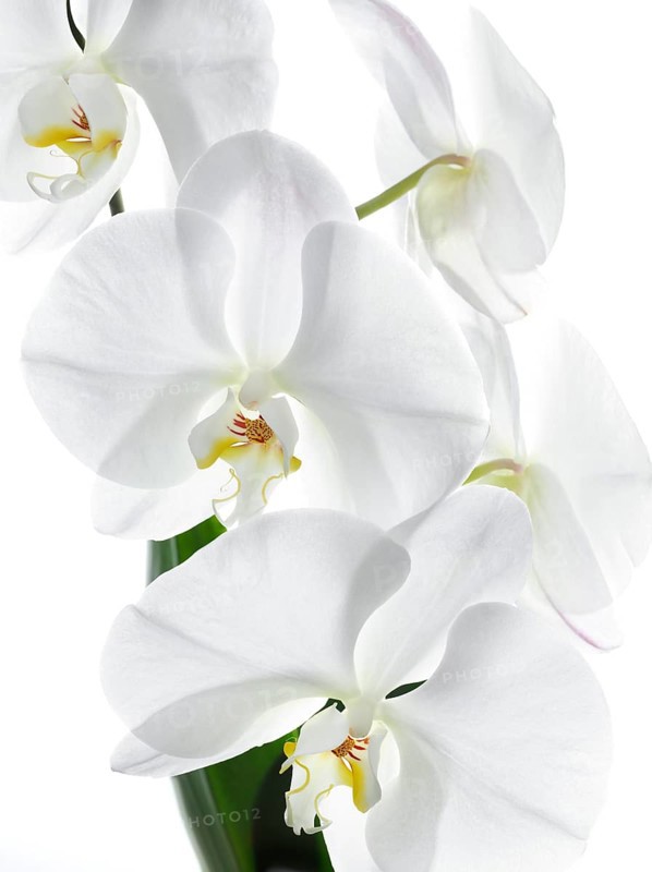 White orchid (Phalaenopsis), flowers