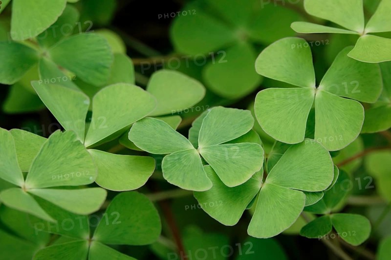 Four-leaf clovers, September, Germany, Europe