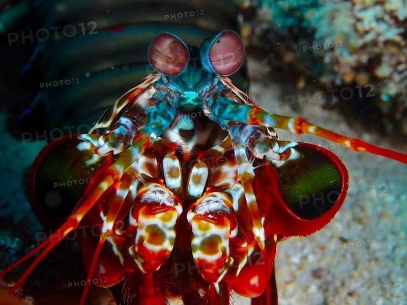 Close-up of a mantis shrimp with large eyes, clown mantis shrimp (Odontodactylus scyllarus), dive site SD, Nusa Ceningan, Nusa Penida, Bali, Indonesia, Asia