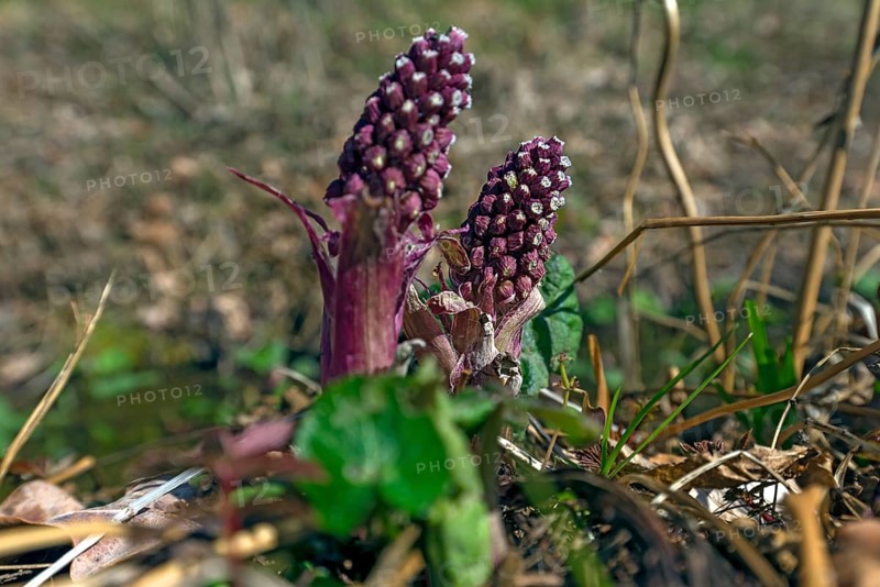 Flowers of the red butterbur (Petasites hybridus), Bavaria, Germany, Europe