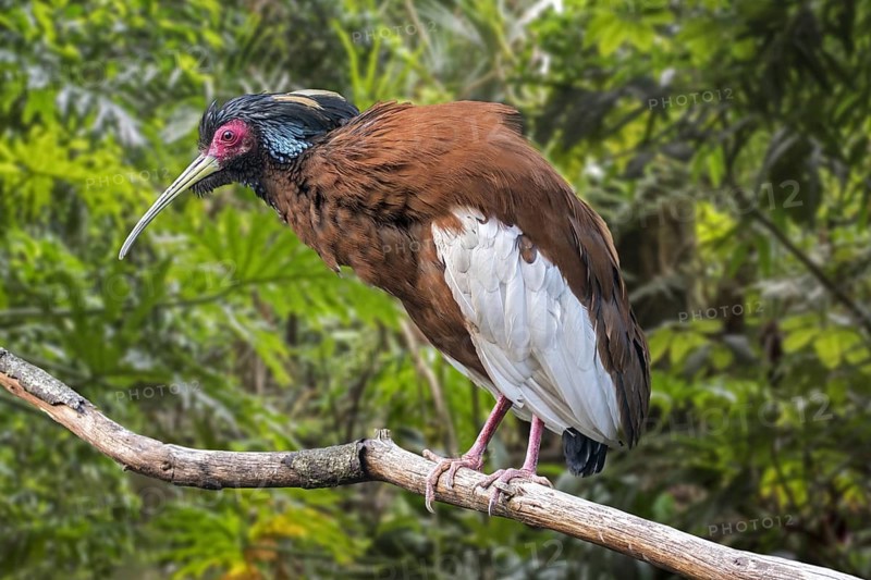 Madagascan ibis, Madagascar crested ibis (Lophotibis cristata), white-winged ibis, crested wood ibis perched in tree, native to Madagascar