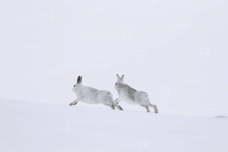 Mountain hare (Lepus timidus), Alpine hares, snow hare male in white winter pelage chasing female in the snow