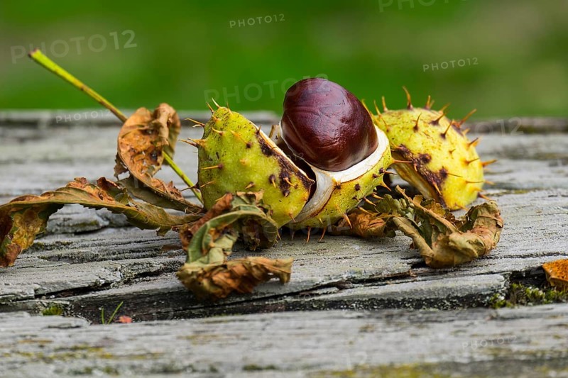 Horse-chestnut (Aesculus hippocastanum), on wooden table, Münsterland, North Rhine-Westphalia, Germany, Europe