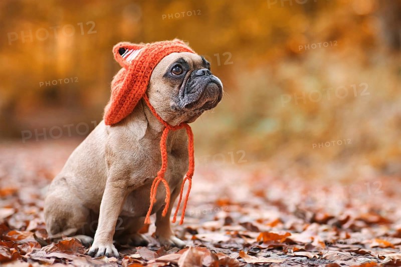 Cute French Bulldog dog wearing a knitted costume hat with fox ears sitting in front of blurry orange autumn forest background