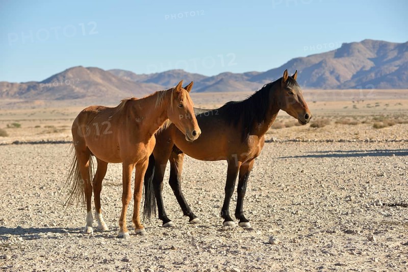 Namib desert horses (Equus ferus) in desert, near watering hole at Garub, Aus, Karas Region, Namibia, Africa