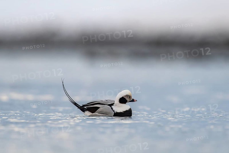 Long-tailed duck (Clangula hyemalis), male in splendid plumage at Gefiede, Batsfjord, Båtsfjord, Varanger Peninsula, Finnmark, Northern Norway, Norway, Europe