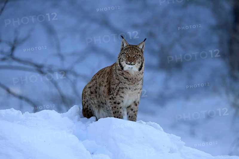 Carpathian lynx (Lynx lynx carpathicus), adult, in winter, in snow, alert, Bavarian Forest, Bavaria, Germany, Europe