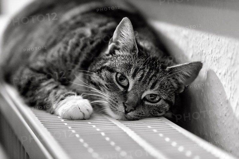 Brown tabby felidae (Felis silvestris catus), lying relaxed on heater and warming itself, eye contact, black and white photo, Germany, Europe