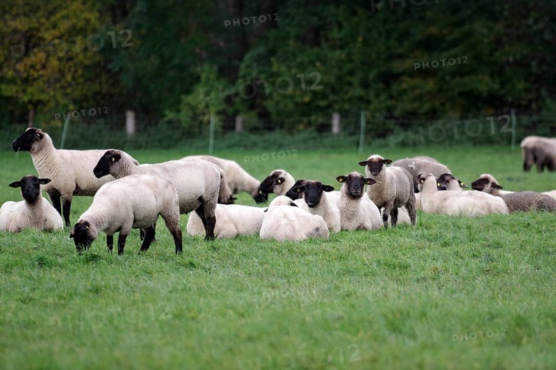 Sheep (Ovis), black-headed sheep, flock of sheep, pasture, lying, sheep breed, North Rhine-Westphalia, Germany, Several black-headed sheep lying in the grass on the pasture, Europe