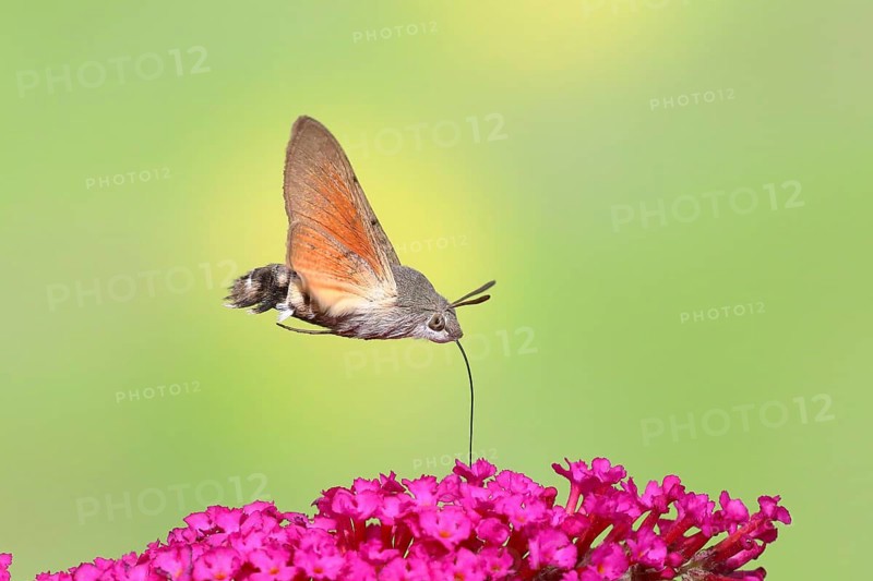 Hummingbird hawk-moth (Macroglossum stellatarum), flying, sucking nectar on flower of butterfly-bush (Buddleja davidii), Siegerland, North Rhine-Westphalia, Germany, Europe