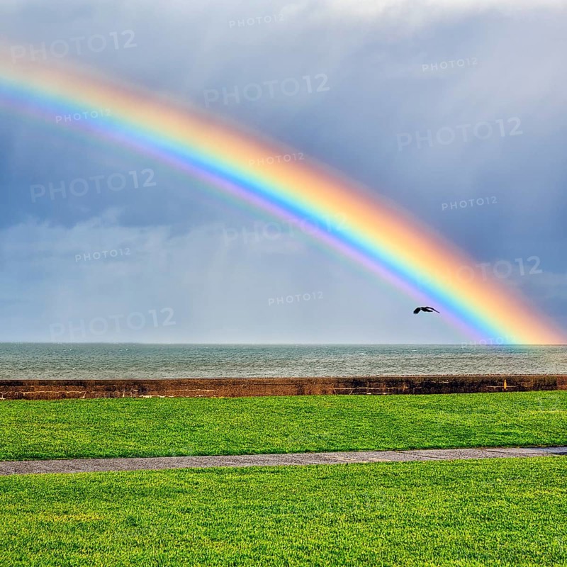 Rook flying, seafront, dramatic cloudy sky with rainbow, Bray, Wicklow, Ireland, Europe