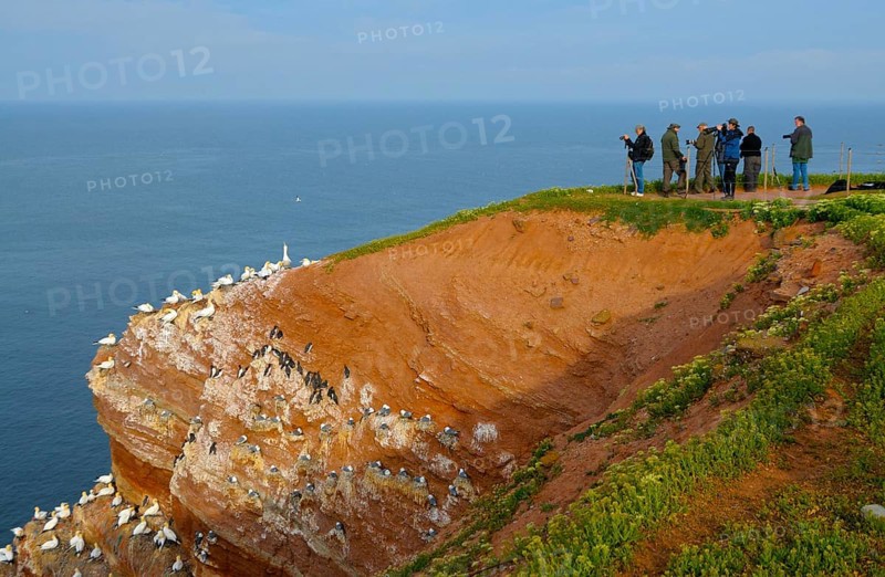 Wildlife photographers at the bird cliff of Helgoland, Helgoland, Schleswig-Holstein, Germany, Europe