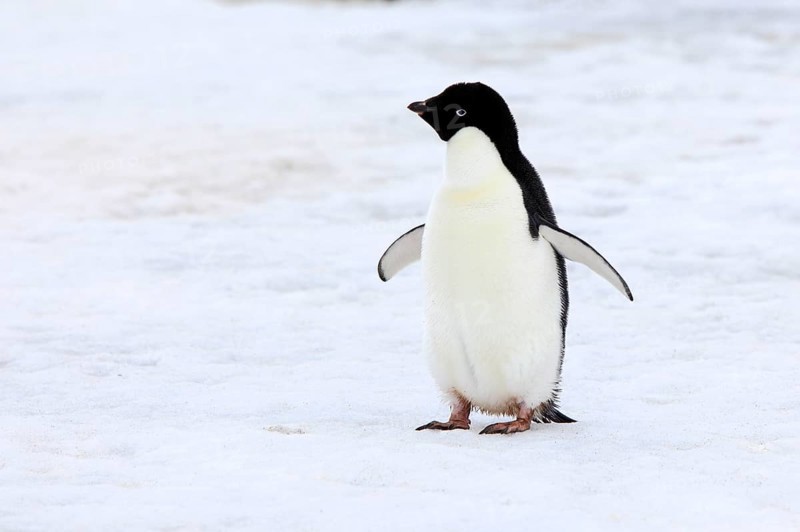 Adelie Penguin (Pygoscelis adeliae), adult in snow, Antarctica, Devil Island, Weddell Sea, Antarctica