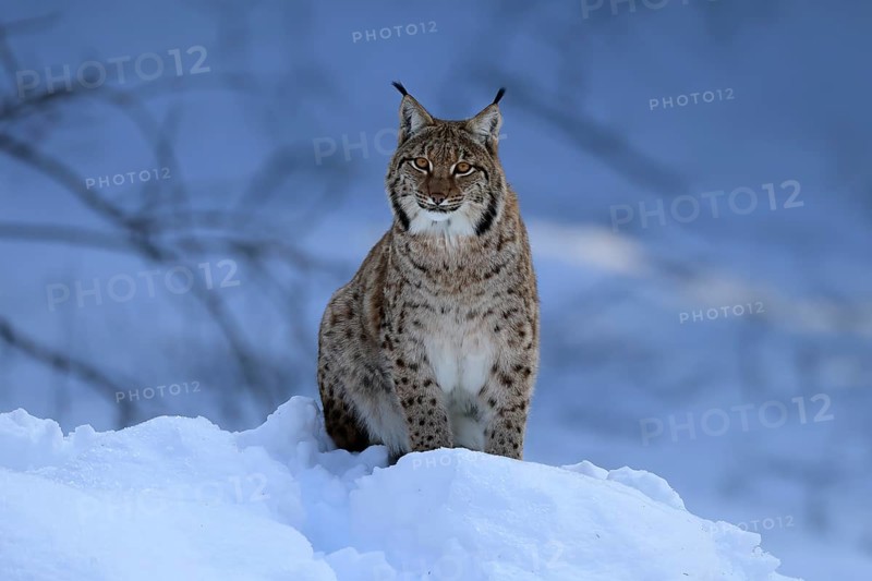 Carpathian lynx (Lynx lynx carpathicus), adult, in winter, in snow, alert, Bavarian Forest, Bavaria, Germany, Europe