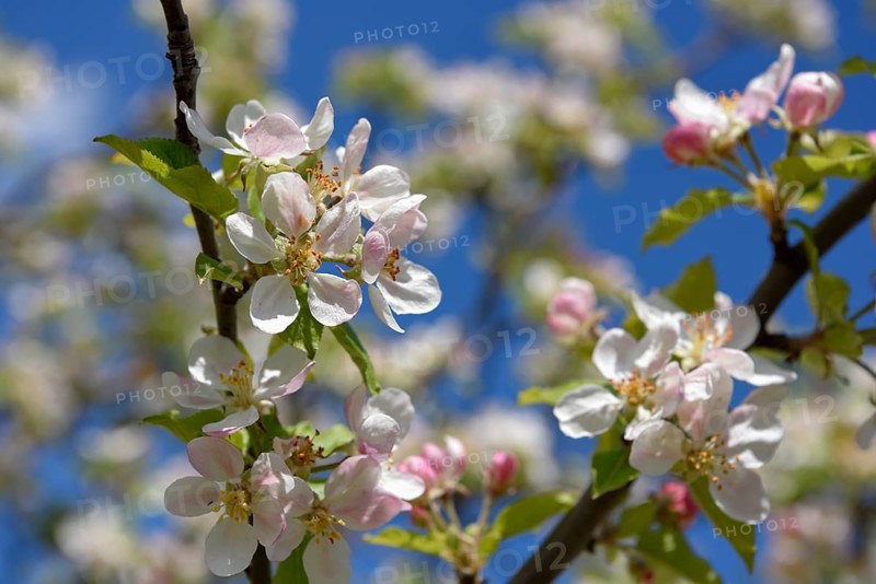 Flower of the European wild apple (Malus sylvestris), near Confrides, Province of Alicante, Costa Blanca, Spain, Europe