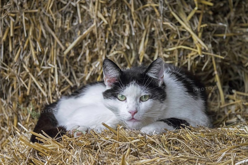 Black and white feral cat (Felis catus), stray cat resting on bale of straw in barn at farm in the countryside