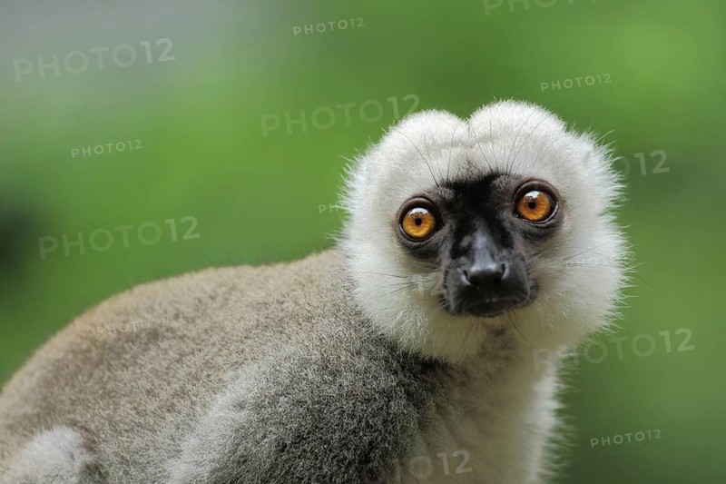 White-headed lemur (Eulemur albifrons), male, portrait, makis, lemurs (lemuriformes), lemuroidae, monkeys, wet-nosed monkeys, semi-monkey, ape, wet-nosed monkey, primates, primate, masters, primates, strepsirhini, mammal, animal, vertebrate, captive