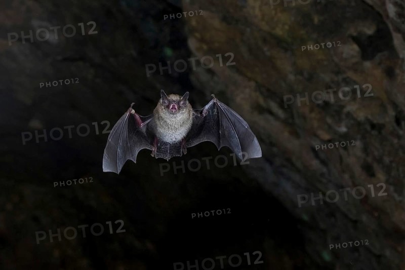 Daubenton's bat (Myotis daubentonii) ringed water bat flying from the summer roost of a cave, Lower Saxony, Germany, Europe