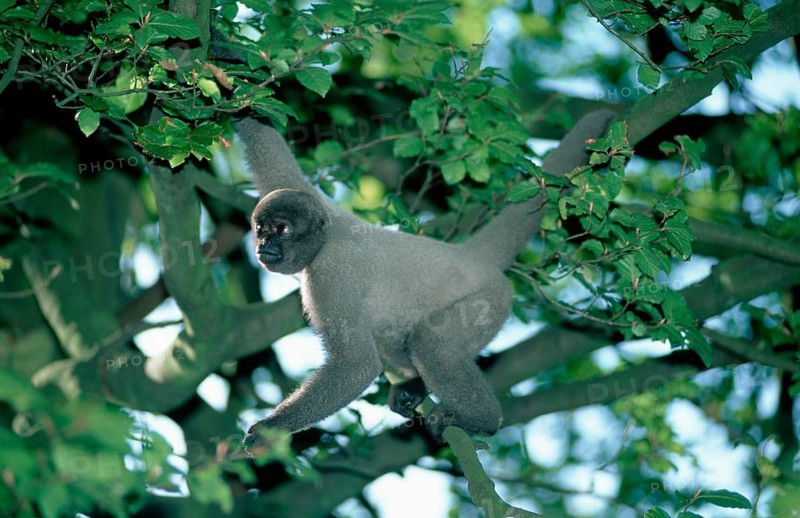 Gray Woolly Monkey (Lagothrix lagothricha cana)