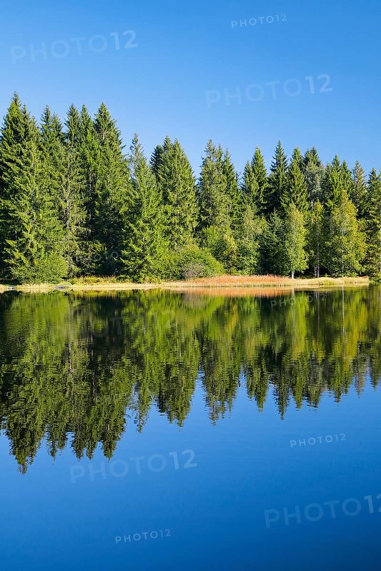 The forest along the shore of the Étang de la Gruère is reflected in the still waters of the moor lake, Canton Jura, Switzerland, Europe