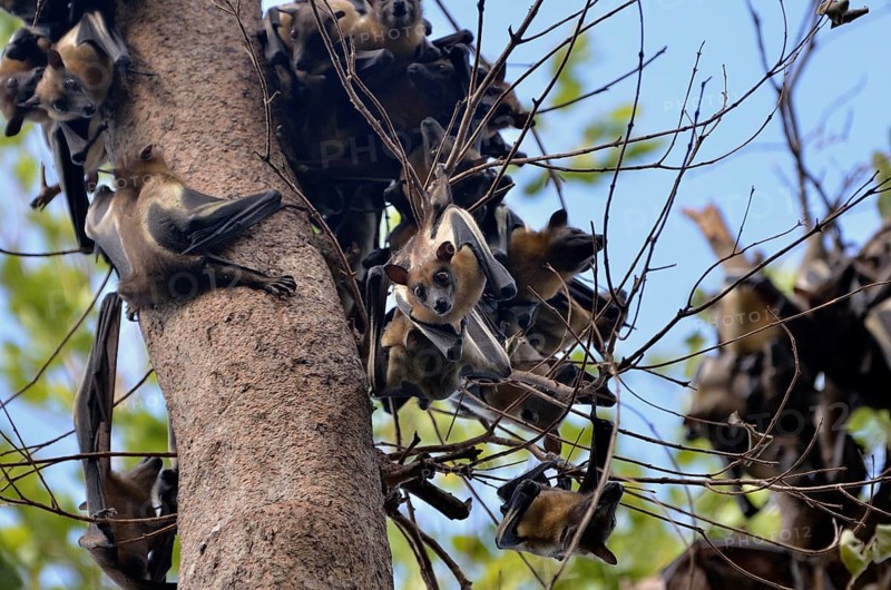 Straw-coloured Fruit Bats (Eidolon helvum) on a tree, Kasanka National Park, Zambia, Africa
