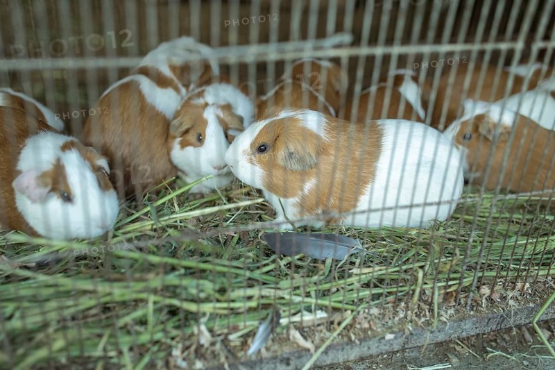 Cuys, giant guinea pigs (Cavia porcellus), in a cage at the market of Huancayo, Peru, South America